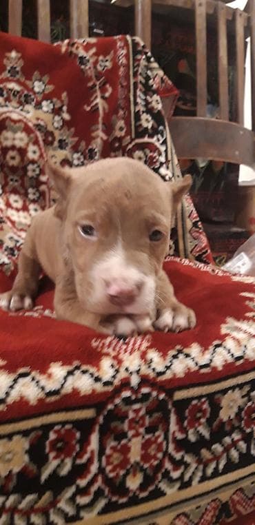 pitbull balası: Pitbul, Erkek, Peyvəndli — 2