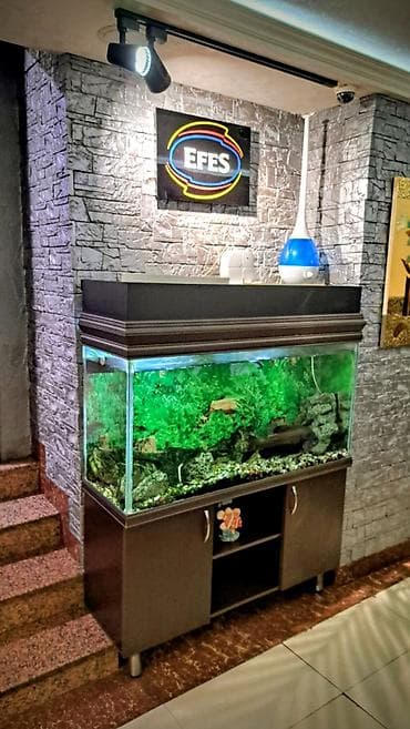 Hazır Akvarium Sistemi – Hər şeyi daxil! ​ ​Ölçülər: 120 x 40 x 60 sm