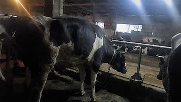 xaski sekileri: Süd istiqamətli inək sürüsü - Qara-ağ rəngli, iri cüssəli süd — 1