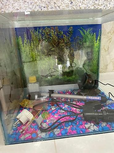 Akvaryum komplekti - Şüşə akvaryum (kublu forma, şəffaf şüşə) - Arxa