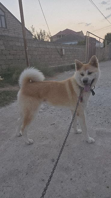 Akita-inu, Dişi, Peyvəndli — 2