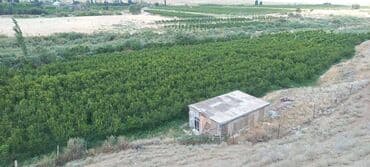 sumqayıtda satılıq torpaqlar: 1 sot, Kənd təsərrüfatı — 1