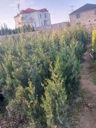 sumax ağacı: Şam ağacları — 1