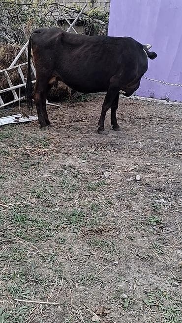 inekler ucar: Dişi, il: 8, Südlük, Ünvandan götürmə — 2