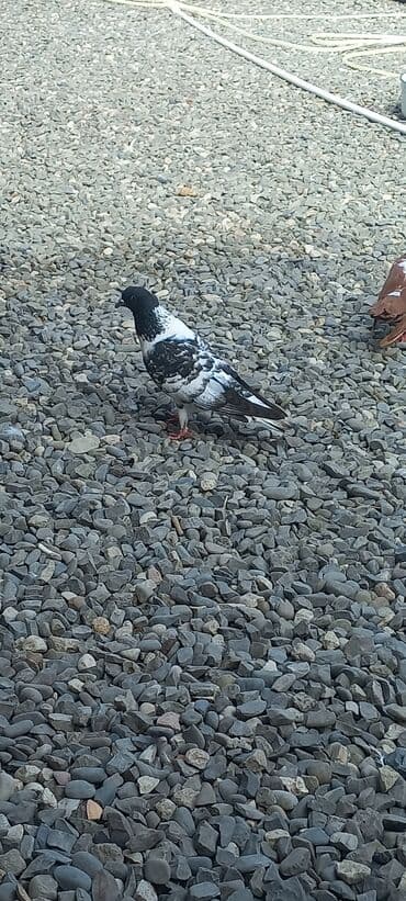 göyercin yuvası: Məhsul: Qüvvətli uçuş və baxımlı görünüşə malik ev göyərçinləri — 23