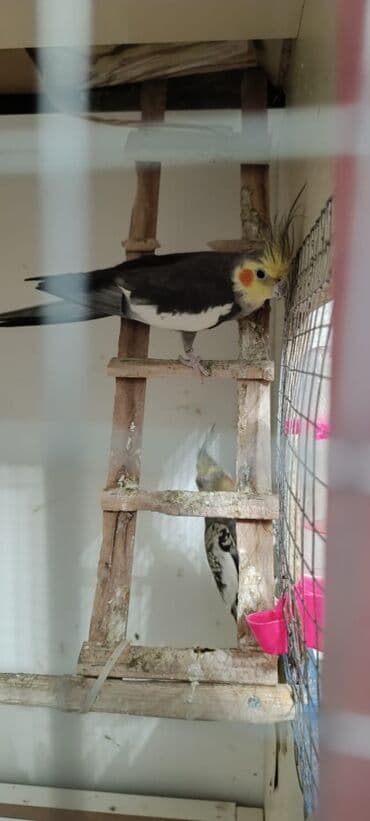 Ələ öyrənibdi oxuyur erkəkdi pul lazımdı deyin satlır ciddi şəxslər