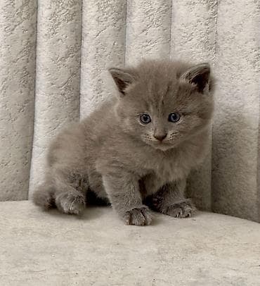 Britan, Yaxşı əllərə, Ünvandan götürmə