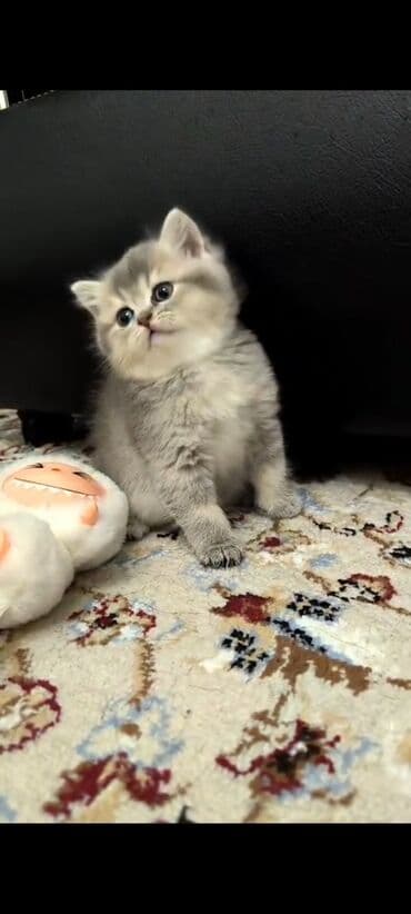 bala pişik şəkilləri: Britan — 2