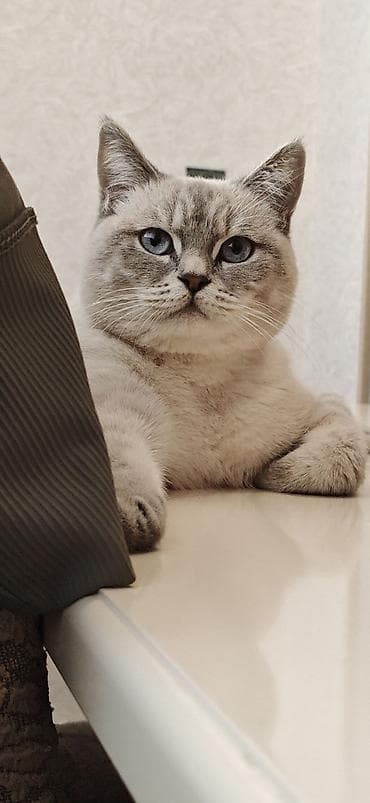 ev heyvanlari satisi: Növ: Ev pişiyi Cinsə bənzər xüsusiyyətlər: qısa tüklü, açıq boz-krem — 3