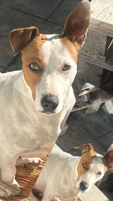 собака цена: Cek rassel teryer, 1 ay, Ünvandan götürmə — 2