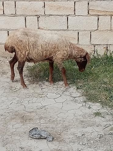 erkek pişik adları: 2 dənə qoyun biri 160 manat — 9