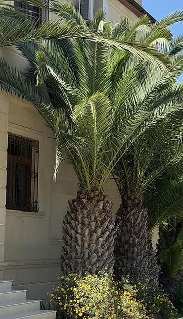 Dekorativ xurma palmaları – peyzaj üçün iri ölçülü ekzotik ağaclar -