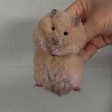 Qızılı rəngli uzun tüklü hamster - Növ: Suriya (qızılı) hamster -