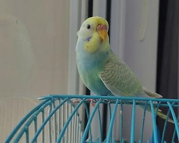 rəngli quşlar: Növ: Dalğıç papağanı (budaq quşu/budgerigar) Cinsiyyət/yaş: Şəkillərə — 1