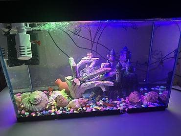 yuxuda qaz cücəsi görmək: Dördbucaq akvarium, Balıqlarla birlikdə, 10 l — 2