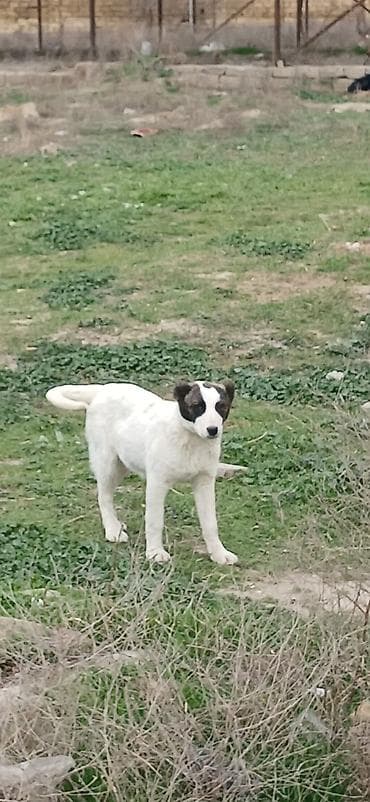 it təlimi: Qurdbasar, 3 ay, Dişi — 3