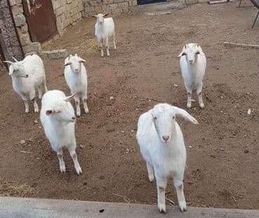 kişi keçə şap şapları: Ağ rəngli gənc keçilər – kiçik sürü - Növ: yerli süd və ət — 2