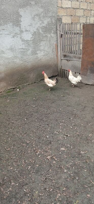 toyuq cucəsi: Məhsul: Ev toyuqları (2 ədəd) Təsvir: - Aşağıda göstərilən şəkildə — 1