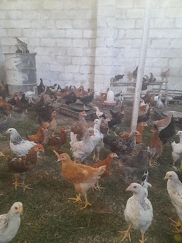 Qarışıq cins ev toyuqları – yumurta və ətlik istiqamətdə - Yaş