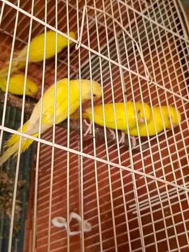 ucuz pisik: Papuqaylar təcili satılır ünvan yeni suraxanı Sarı rəngli — 3