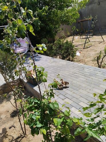 birmərtəbəli taxta evlər: 168 kv. m, 4 otaqlı, Hovuzsuz, Artezian quyusu, Su, İnternet — 6