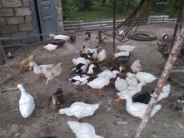 kuban ördek: Dişi, | Kuban, Damazlıq, Ünvandan götürmə — 1