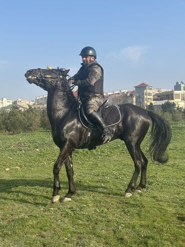 at dayca: Erkək, il: 6, Rayonlara çatdırılma — 3
