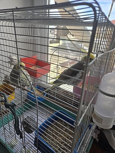 Tutuquşları: Nimfa (cockatiel) cütü və qəfəs dəsti Məhsulun təsviri: - İki ədəd — 2