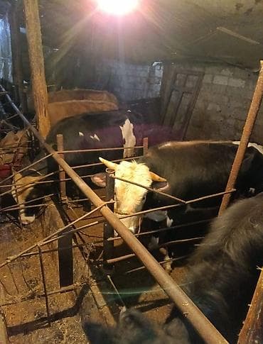 cins inek: Inəklər, öküzlər — 5