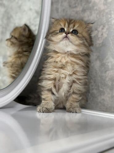 pişik yemleri: Şotland, Dişi, Ünvandan götürmə, Pulsuz çatdırılma — 1