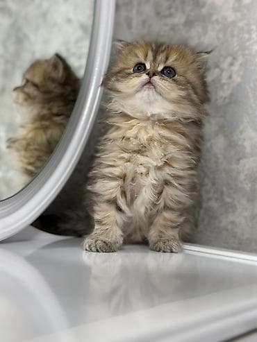 iran pisiyi haqqinda melumat: Fars, Dişi, Erkək, Yaxşı əllərə, Ödənişli çatdırılma, Ünvandan götürmə, Pulsuz çatdırılma — 1