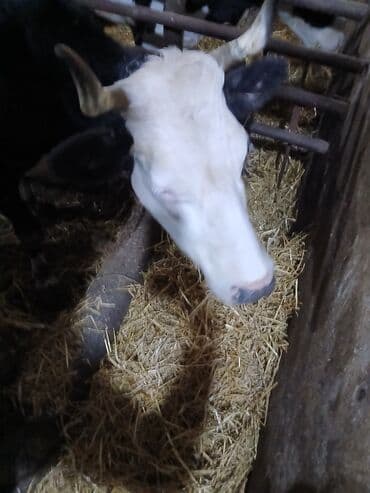 Toyuqlar: Qısırdı balası yoxdu - Cins tipi: qara-ağ (yerli südlük istiqamət) - — 5