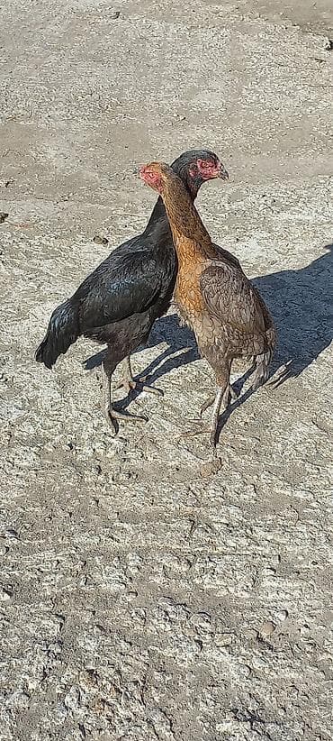 hinduşka balası satışı: 3 heyratı toyuq kurt yatıb.Martın 17 si çıxış olacaq inşallah.Super — 4