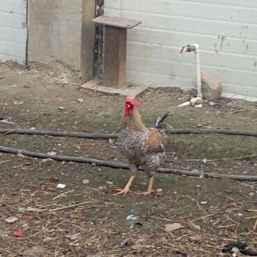 xoruz suvinir: Toyuq, Ətlik — 4