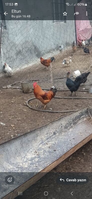 kənd çolpası: Xoruz, il: 1 — 1