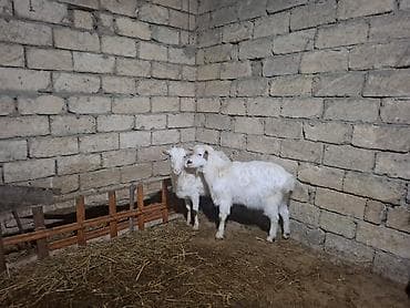 sort keci: Zanen keçilər satilir cütü qiymətidi — 3