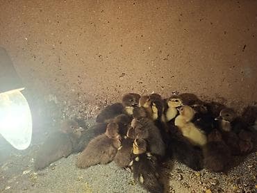 broyler cuce satisi: Cins ördəy balaları lavanda krasnadar zümrüdü - Növ: Muscovy ördəyi — 3
