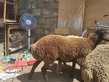 balaca it ucuz: Dişi, il: 1, 35 kq, Damazlıq, Ünvandan götürmə — 5