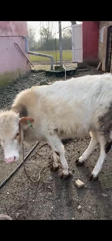 ucuz dana: Satılır: Cins dana.şarole,simental,holştyen Xüsusiyyətlər: - Yaş — 6