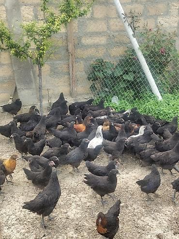 Toyuqlar: 🐔 Astroloq Toyuqun yumurtaları və cücələri satışda! Şəkildə qeyd — 6
