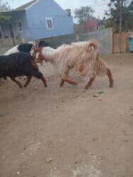 inək neçə aya doğur: Dişi, il: 3, Damazlıq — 5