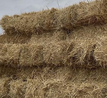 С/х животные и товары: Saman bağlamaları Saman packasi arpa samanidi yaxwi kip paçkalardi — 1