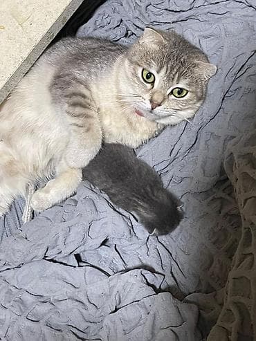 lelekli heyvanlar: Şotland yastı qulaq, Dişi, Yaxşı əllərə — 4