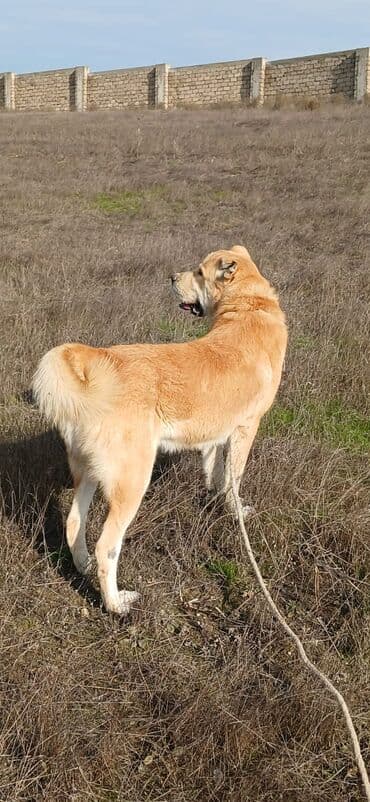 İtlər: Qurdbasar, 2 il, Erkek, Peyvəndli, Ödənişli çatdırılma — 4