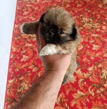 gencede heyvanlar: Pekines — 1