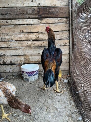 heyratı barter: Xoruz, Heyratı, il: 1 — 1