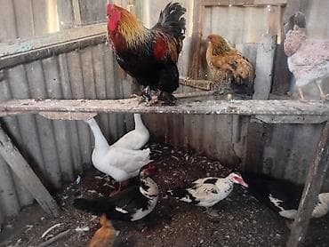 Ördəklər: Toyuq, Damazlıq — 5