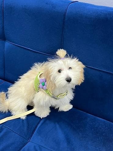 dişi it adlari: Hövsanda qalan adama it verilecek Cinsi:Maltipodu - Rəng: karamel 6 — 1