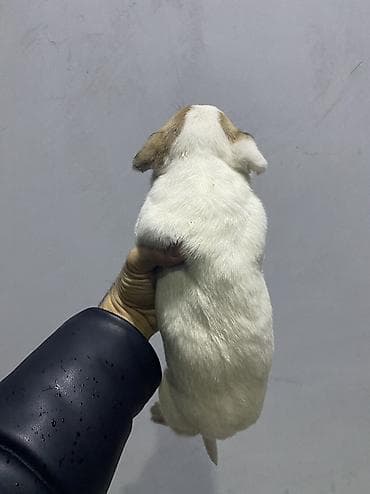 it az: Cek rassel teryer — 7