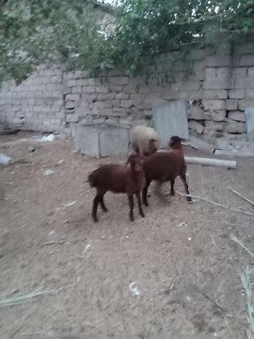 Inəklər, öküzlər: Salam endirim olacaq dişi qoyun iki balasıyla əkiz 1 Erkey 1 dişi — 8